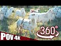 360 farm tour  raising sheep on pasture