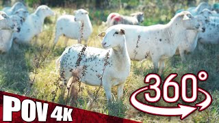 360° Farm Tour | Raising Sheep on Pasture