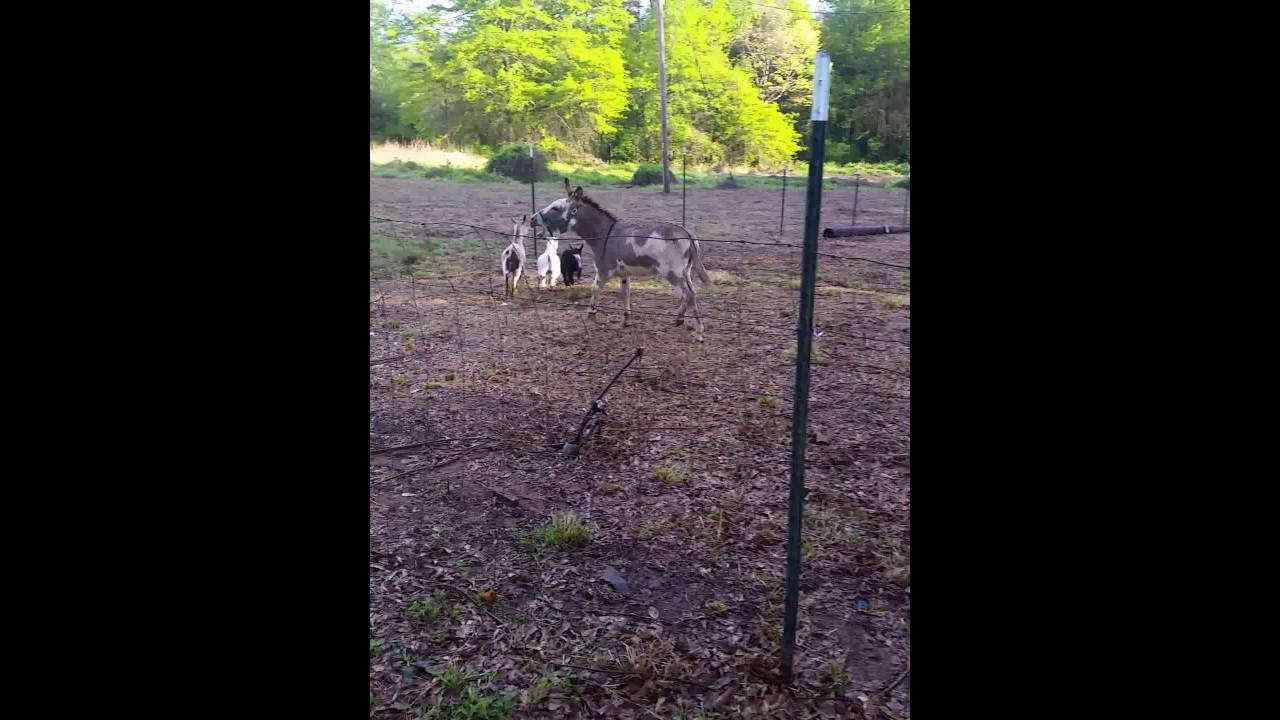 Donkey protecting goats YouTube