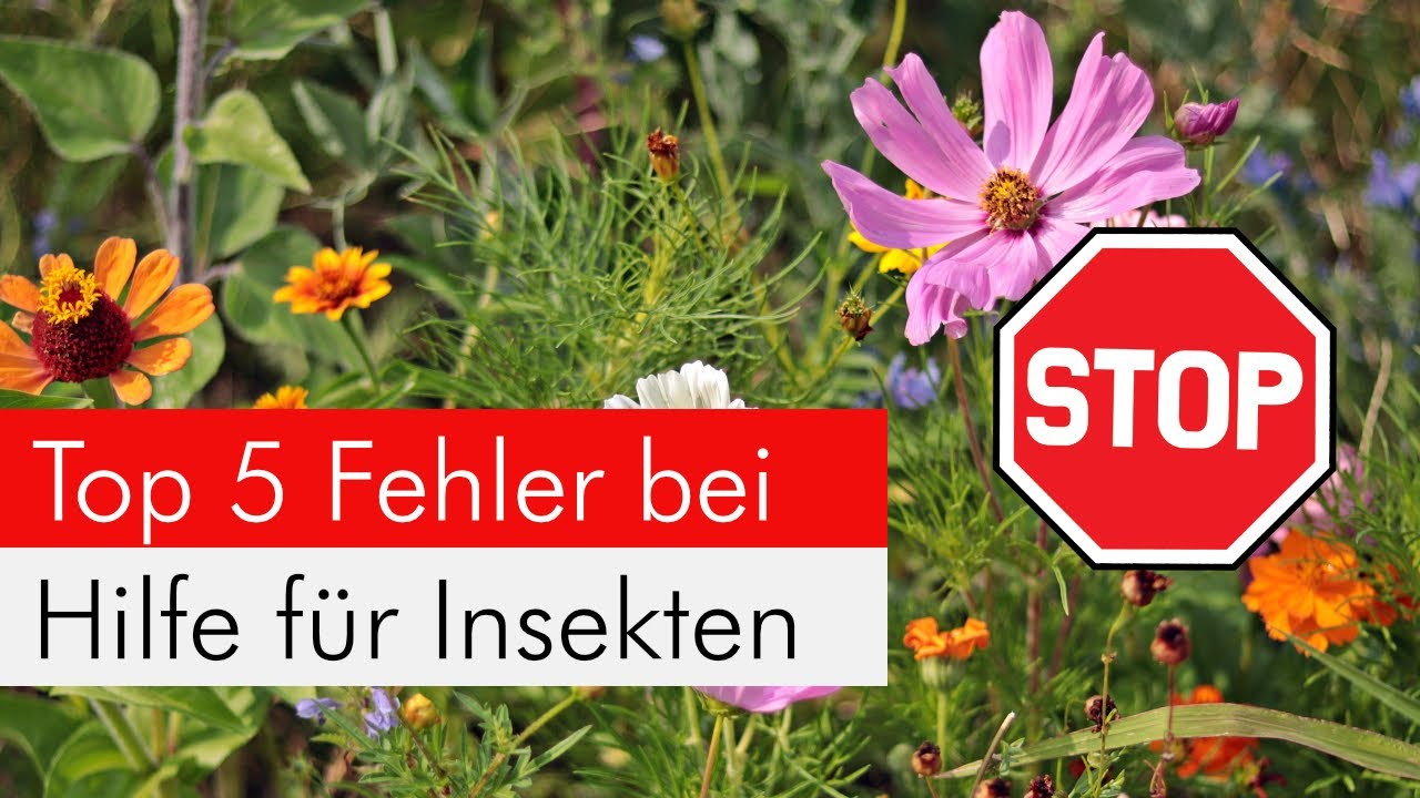 Ihr wollt etwas gegen das Insektensterben tun? Macht diese Fehler nicht!