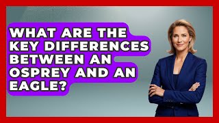 What Are The Key Differences Between An Osprey And An Eagle? - Bird Watching Diaries