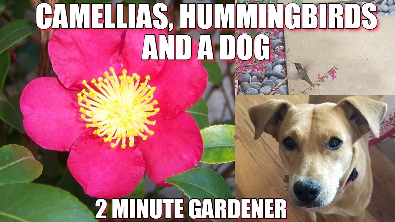 Camellias, hummingbirds and a dog YouTube