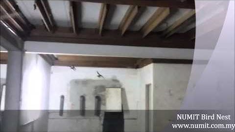 NUMIT Swiftlet Farming : Episode 2