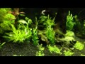 55 gallon freshwater aquarium, planted community tank week 5