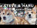【10歳おめでとう】のんびりリビングから配信