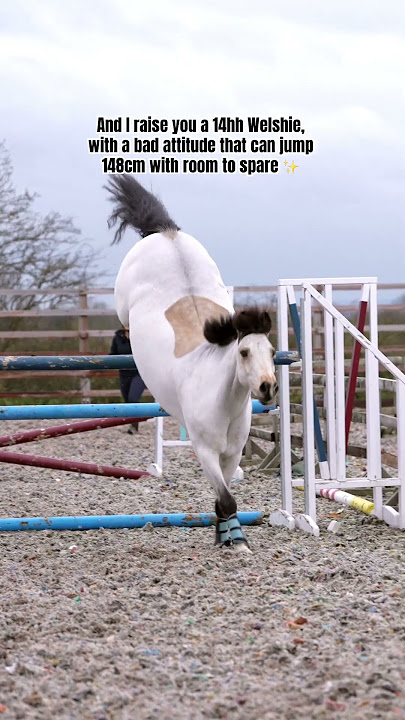 Are ponies better than horses?