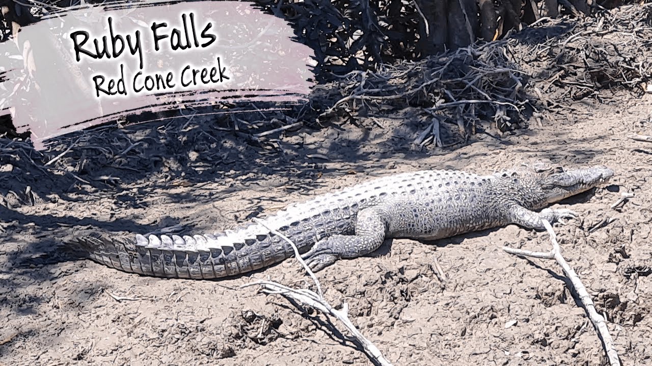 E68 - A Crocodile Under Our Tender At Ruby Falls, Red Cone Creek