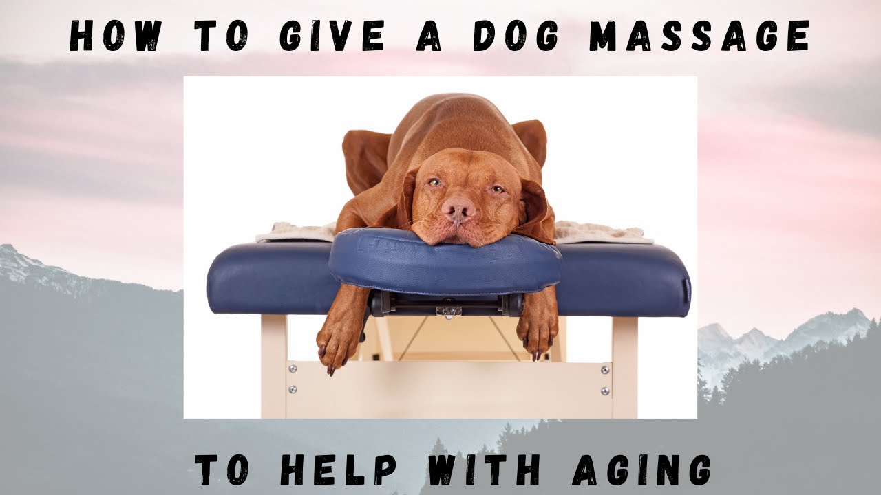 HOW TO GIVE A DOG MASSAGE TO HELP WITH AGING YouTube