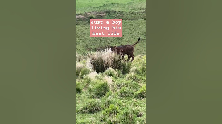 His name is Clickbait #farmlife #cowboys #cow #calf #bullock #clickbait #farm #farming