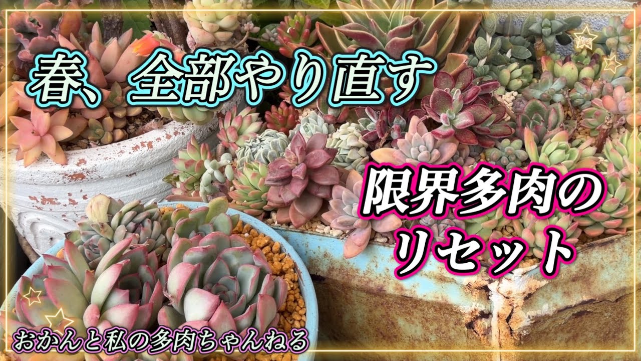 134 （多肉植物） 年季の入った多肉の寄せ植えを仕立て直す#succulents