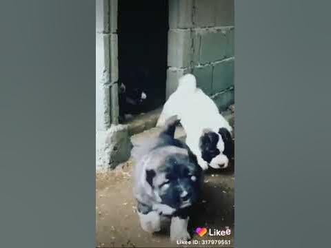 ქართული ნაგაზის ლეკვები qartuli nagazis lekvbi🇬🇪 ☎️598900750 - YouTube