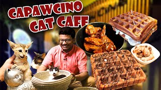 বিড়ালে বিড়ালে ভরপুর রেস্টুরেন্ট! Shakes, Waffle খাবেন আর বিড়ালের সাথে সময় কাটাবেন Capawcino Cat Cafe