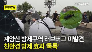 계양산 영상