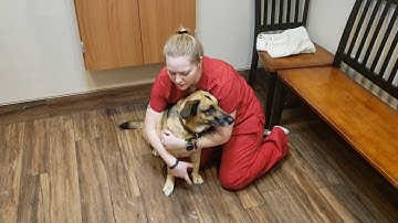 AVMA REQUIRED TASK VIDEO SPRING 2020