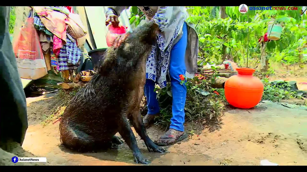 മുത്തൂ എന്ന് രാധ നീട്ടി വിളിച്ചാൽ ഓടിവരും ഒരു കാട്ടുപന്നി