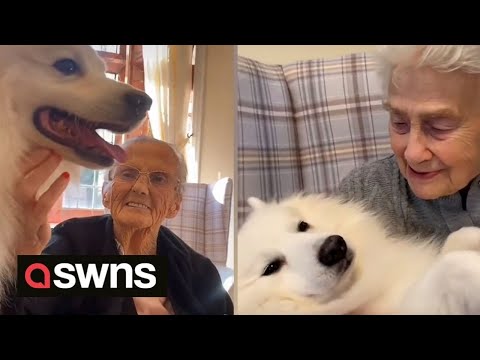 Video: „Pet Scoop“: lojalūs 14 metų amžiaus šunys priima, terapijos šunys aplanko ICU pacientus