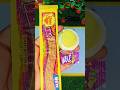 tangy belt, Hajmolla imly with cup jelly popsicle #আইস ক্রিম #shorts #video #viral #trending