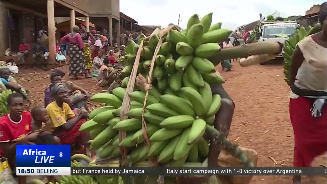 Banana farming in Uganda sees 28 percent increase in production