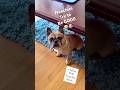 FRENCHIES TRY TO BE GOOD THEY CANT HELP IT I MEAN THE RUG IS SO YUMMY #frenchbulldog #frenchie