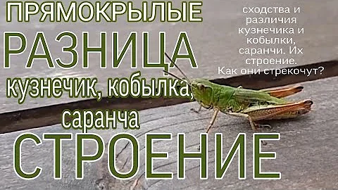 КУЗНЕЧИК и САРАНЧА — Различие, СТРОЕНИЕ | ПРЯМОКРЫЛЫЕ