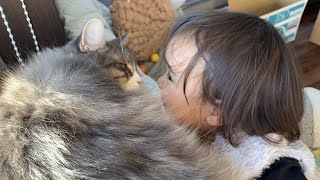 オモチャを乗せられる猫 ノルウェージャンフォレストキャットA cat loaded with toys. Norwegian Forest Cat.