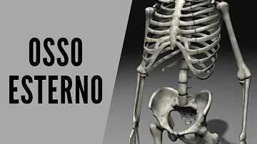 Qual o tamanho do osso esterno?