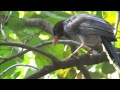 台北市區驚見國鳥 台灣藍鵲
