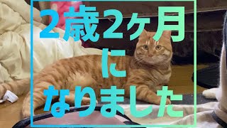 【ねこ】2歳2ヶ月になりました【茶トラ】