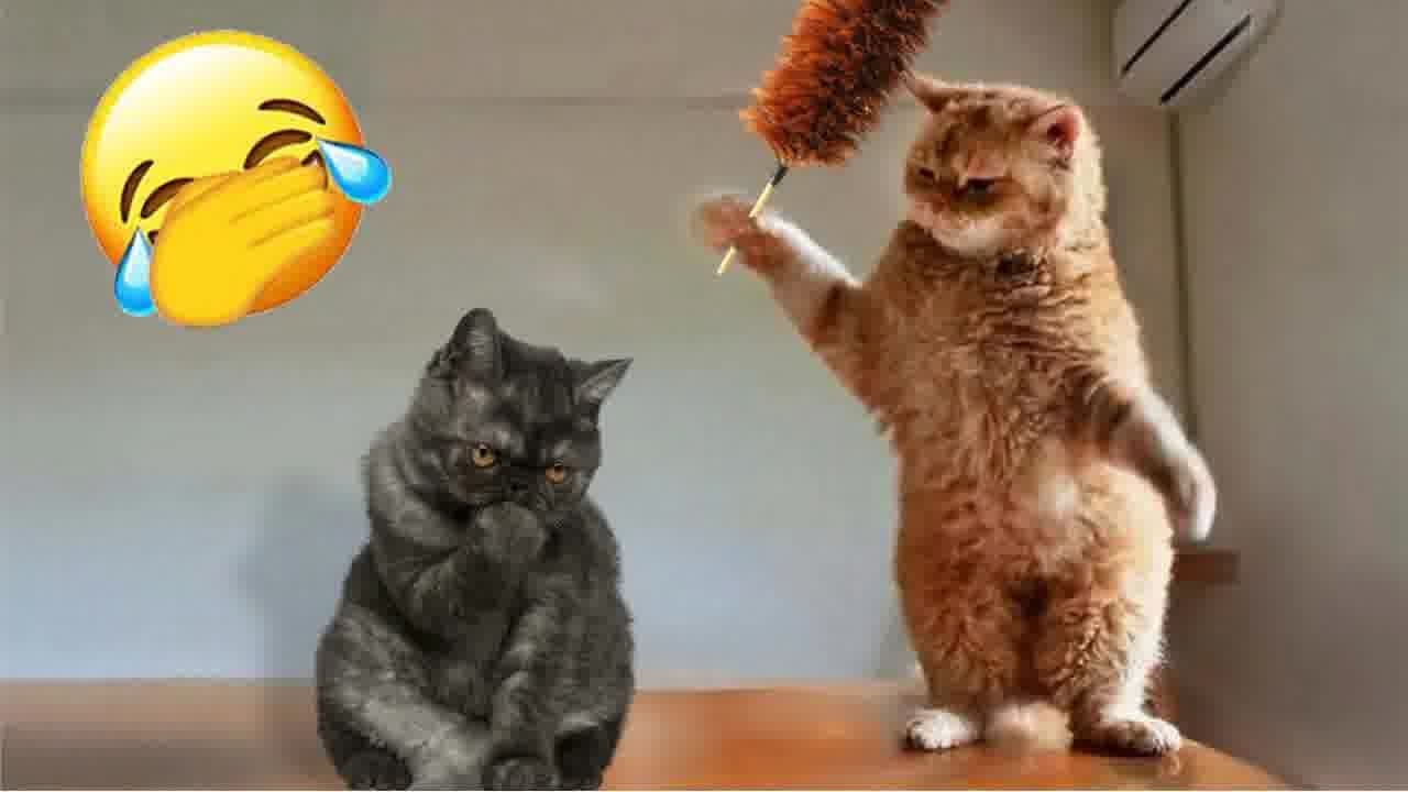 Funny Pets That Will Make Your Day Brighter 😂🐶 Best Funniest Animals ...