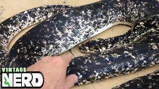 Such a wonderfully black Cow Retic!!