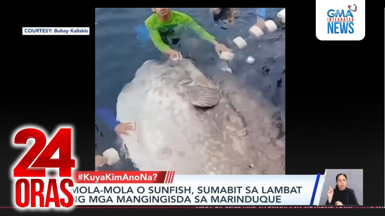 Mola-mola o sunfish, sumabit sa lambat ng mga mangingisda sa Marinduque | 24 Oras