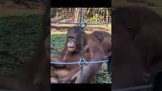 Orangutans Playing.