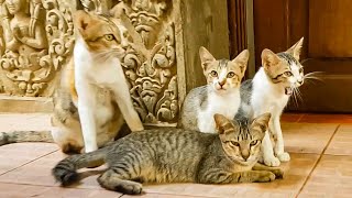 Cats meowing family meow meow these are cats not yet have the owner he free dome in the monastery 🐈 by CC Strong 190 views 2 years ago 2 minutes, 10 seconds