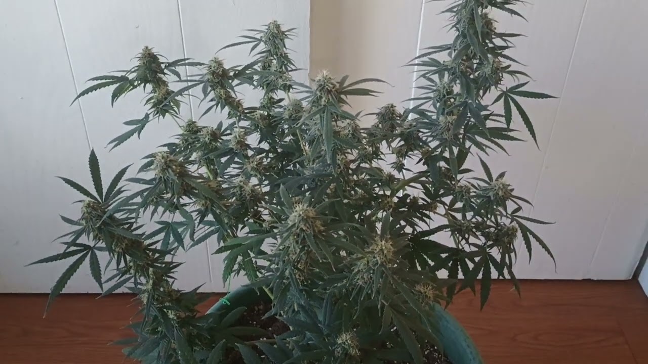 Afghani Kush Harvest