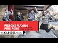 Pigeons Playing Ping Pong | The Capitol Theatre | 1/26/19 | Relix