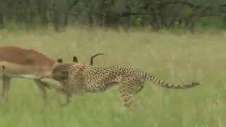 WORLDS FASTEST ANIMALS FAIL Grants Gazzele Take Down Cheetah With Horns Lion Hunt Imapala