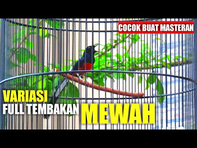 VARIASI TEMBAKAN MURAI BATU FULL ISIAN MEWAH - MASTERAN MURAI BATU class=