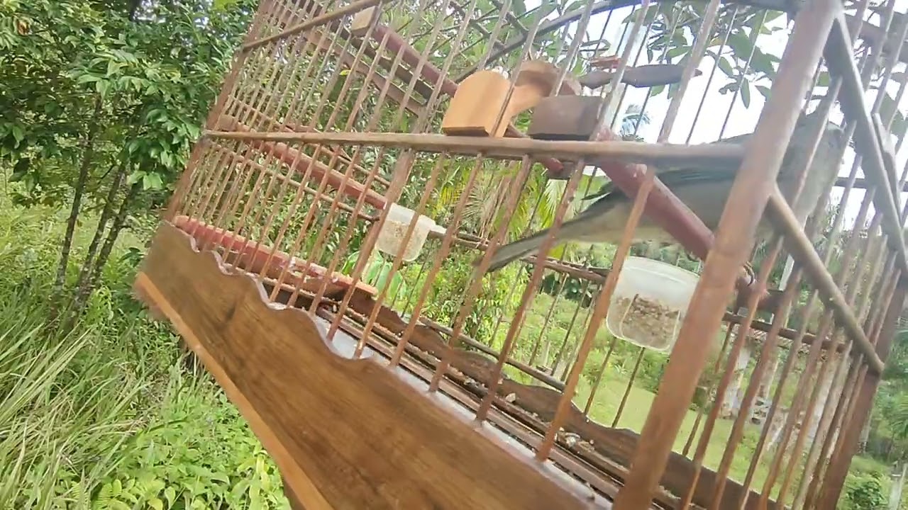 Trinca vs coleiro 🐦‍⬛🐦🐦‍🔥