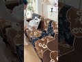 Accidental Find Sofa Cover Tried It Once Instantly Fell In Love Shortsfeed 