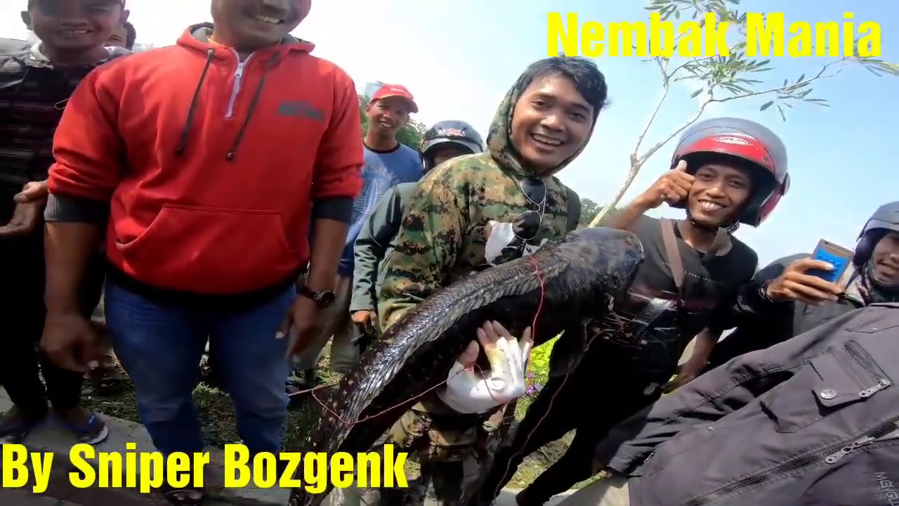 Wooow Monster Tomang 20 Kg,Terbesar dalam sejarah nembak ...