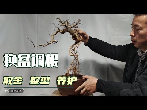 新加坡盆栽大师莫壮廷和他的宝贝