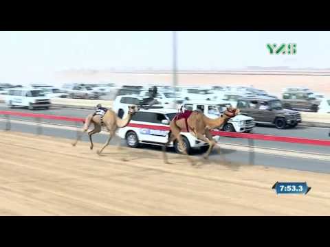 فوز خود لهجن الشحانية الشوط الأول من آخر أيام المرموم