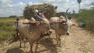 Bullockcart heavy work performance | bullockcart full sugarcane loading | jallikattu bull heavy load