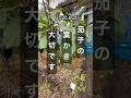 【茄子葉っぱの仕立て方】 #茄子