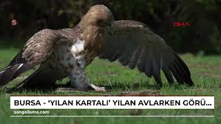 Bursa - Yılan Kartalı Yılan Avlarken Görüntülendi