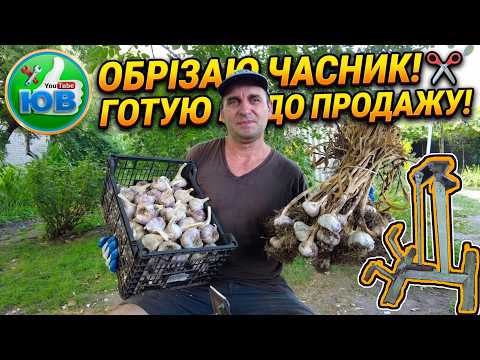 Trimming Garlic with a DIY Machine! Getting It Ready for Sale 🔥