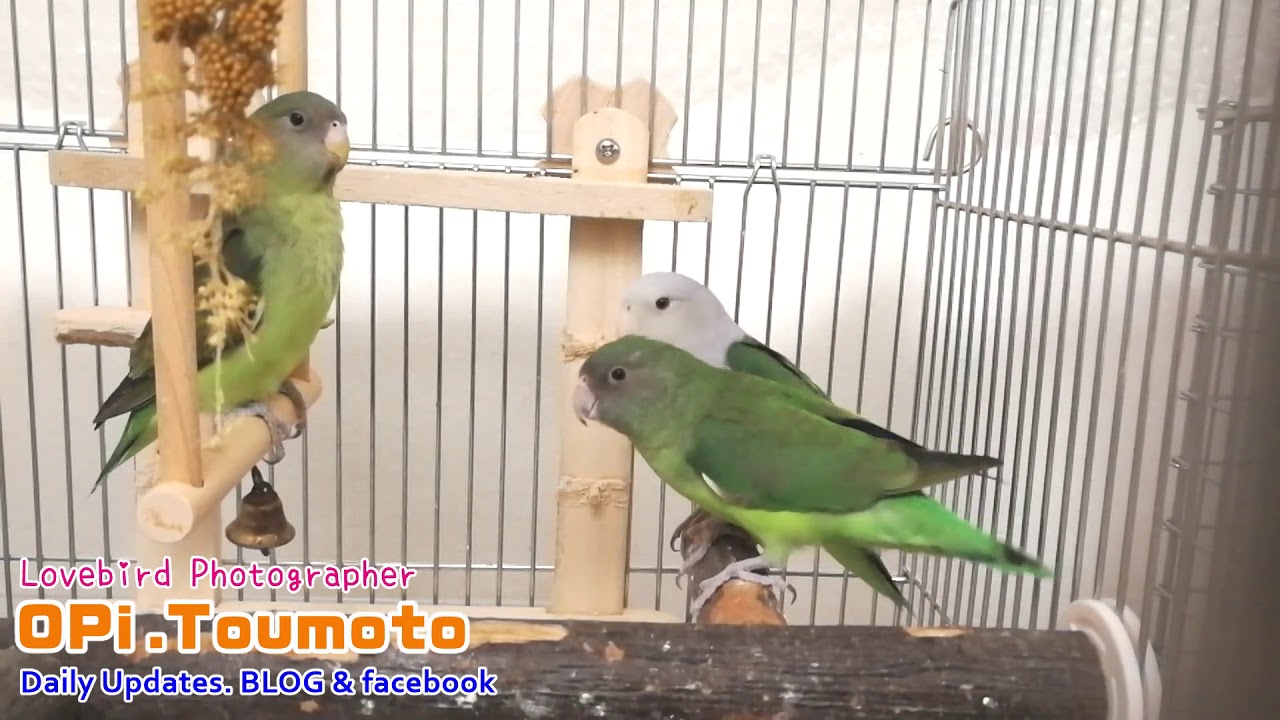 小型インコ】カルカヤインコの性質・特徴や鳴き声と値段について