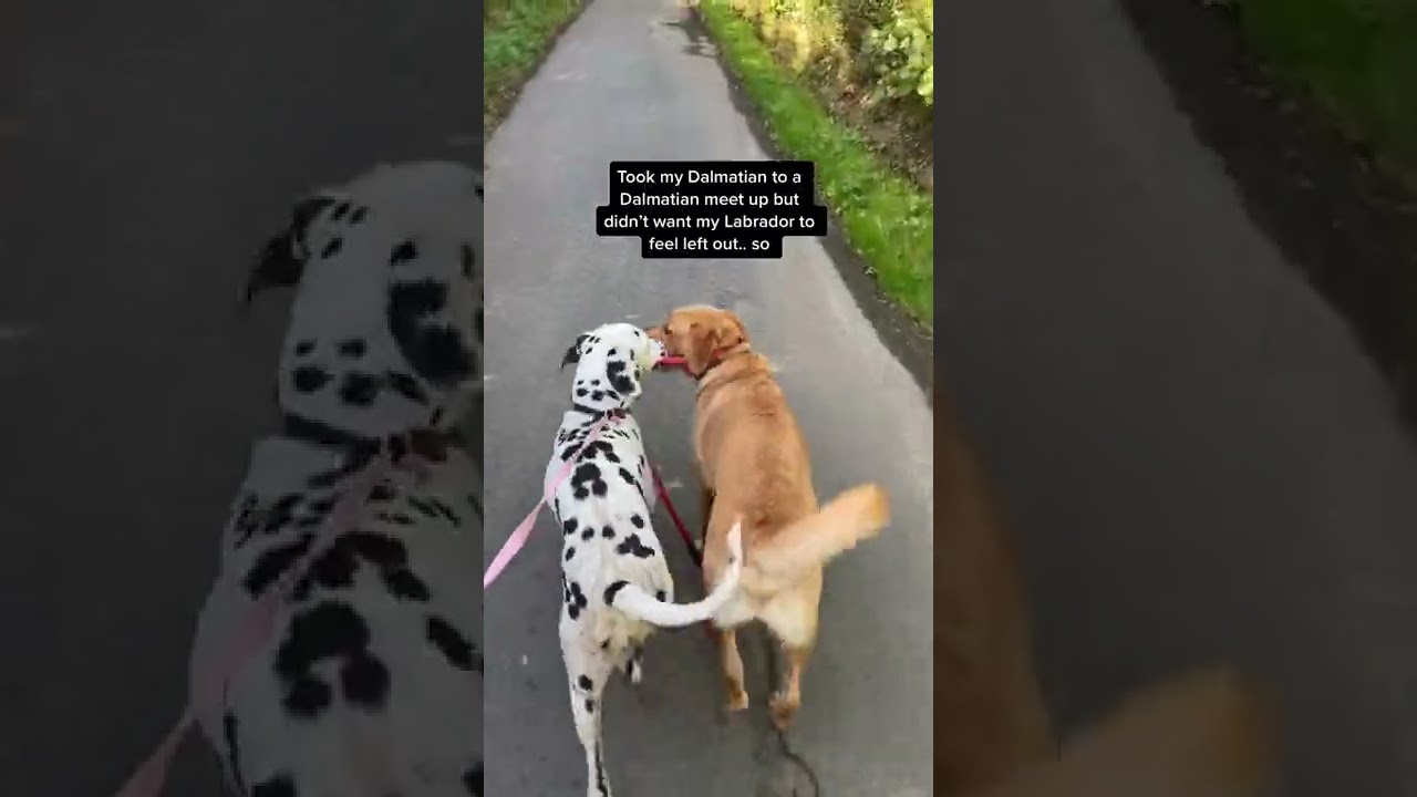 Owner puts Dalmatian design jacket on golden retriever to fit in at meet up 