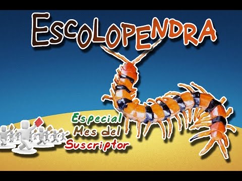 Centipede (Poisonous insects) | Animal World | (Subscriber Month)