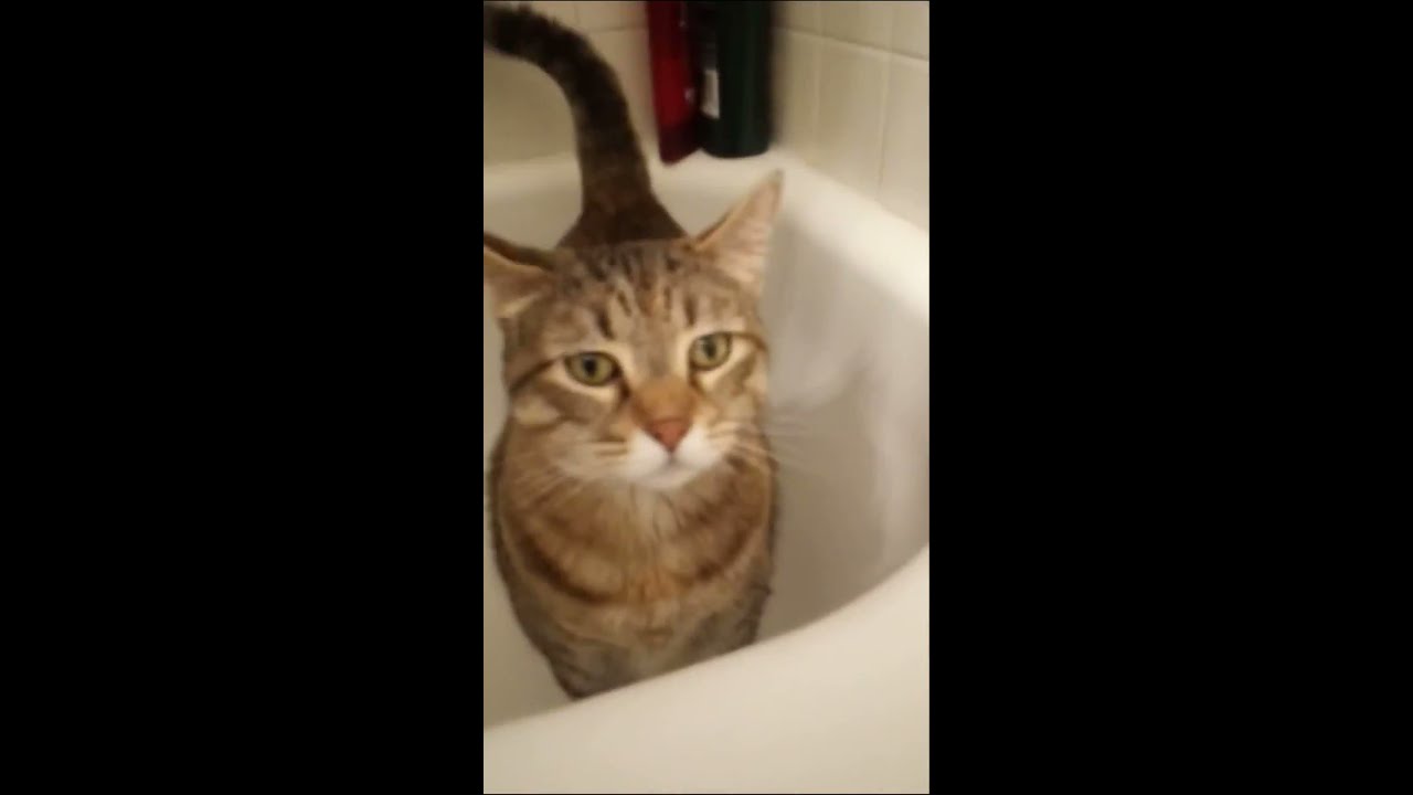 Want to take a shower kitties? CatPenny CatPenny YouTube